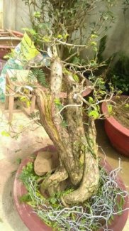 Kiều hùng bonsai
