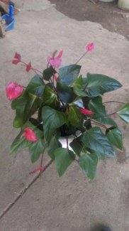 Cung cấp sỉ hồng môn Đà Lạt 2016