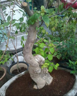 Cây bông giấy trang trí rất đẹp