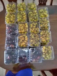 Sỉ Cà chua đen Đà Lạt