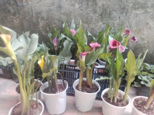Cung cấp sỉ hoa rum Đà Lạt