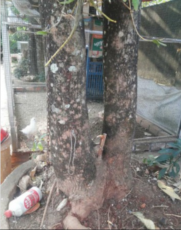 Bán 2 cây lộc vừng như ảnh, gốc lâu năm