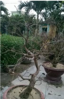 Mai vàng nở vào dịp Tết nhiều hình dáng đẹp trang trí nổi bật cho ngày Tết