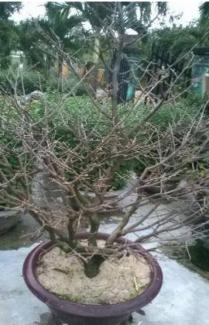 Mai vàng nở vào dịp Tết nhiều hình dáng đẹp trang trí nổi bật cho ngày Tết