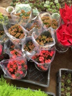 Hoa sống đời giá mềm