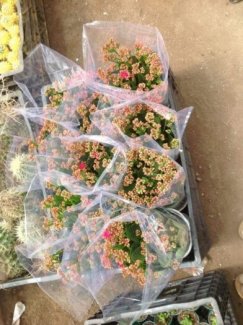 Hoa sống đời giá mềm