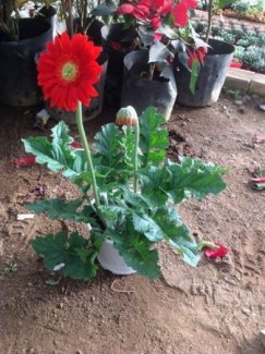 Cung cấp sỉ chậu hoa đồng tiền Đà Lạt