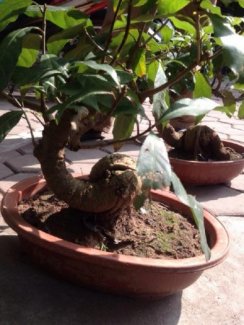 Cây Lộc vừng đẹp giá rẻ