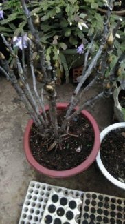 Hoa mẫu đơn Đà Lạt