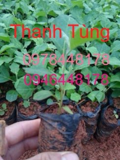 Giống Cây Dược Liệu Cà Gai Leo, Đinh Lăng, Ba Kích