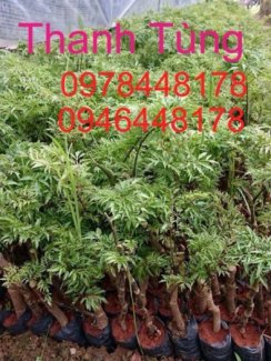 Giống Cây Dược Liệu Cà Gai Leo, Đinh Lăng, Ba Kích