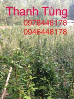 Giống Cây Dược Liệu Cà Gai Leo, Đinh Lăng, Ba Kích