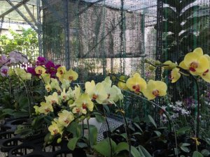 Vườn Lan Mộc Lan cung cấp hoa Lan giá sỉ - Ship hàng toàn quốc