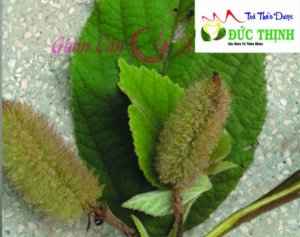 Cây an xoa chữa bệnh gan