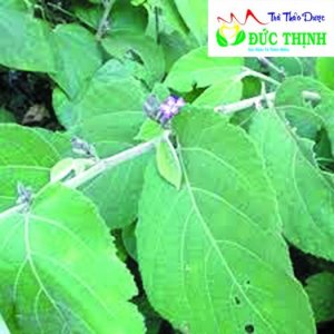 Hoa an xoa và cách chữa bệnh