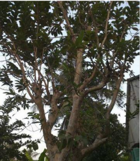 Cây Ổi cổ thụ trên 60 năm
