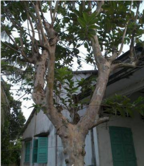 Cây Ổi cổ thụ trên 60 năm