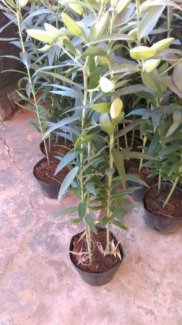 Sỉ hoa ly chậu tết 2016