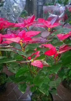 Hoa trạng nguyên ngày tết