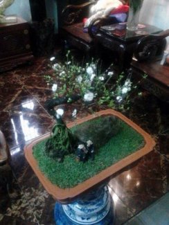 Bán mai trắng bon sai nhỏ gọn trưng bày đẹp cho Tết Bính Thân 2016