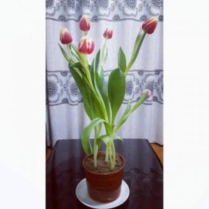 Sỉ tulip chậu Đà Lạt