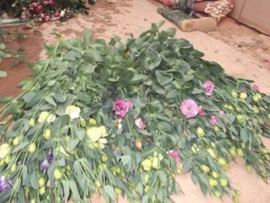 Hoa cát tường cành, chậu đà lạt