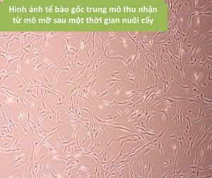 Men vi sinh dạng dịch và dạng bột