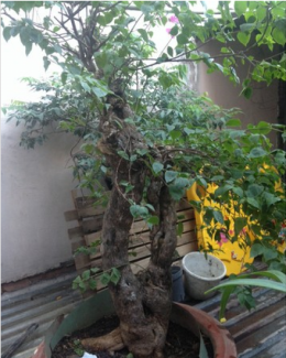 Cây bông giấy 20 năm tuổi trang trí đẹp đang ra hoa vào dịp Tết