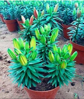 Hoa trang trí đẹp vào dịp Tết