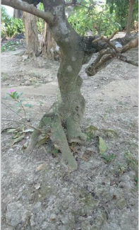Mai vàng dịp tết 5 cánh hình thú trang trí rất đẹp