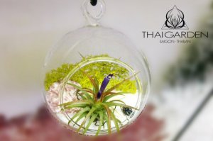 Cung cấp cây không khí toàn quốc