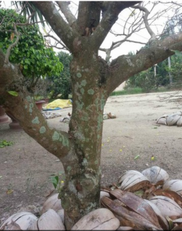 Cây mai vàng dáng đẹp nở hoa vào dịp Tết rất đẹp