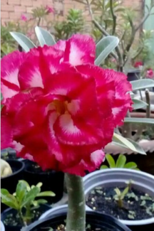 Cây sứ Thái lan hoa nở rất đẹp