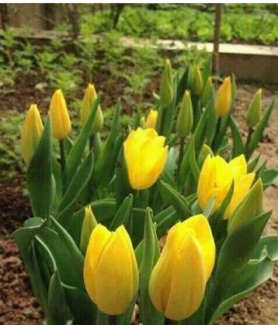 Chậu hoa ly - tulip chơi Tết 2016
