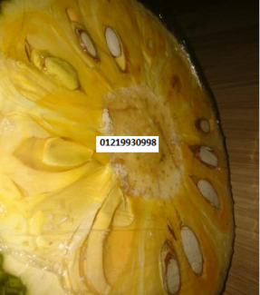 Mít Thái nhà trông, xoài Đài Loan