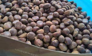 Hạt dẻ Sapa, ngon và rẻ