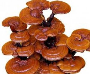 Sản phẩm Linh chi- Nhân Sâm- đông trùng hạ thảo- Thực phẩm chức năng Hàn Quốc