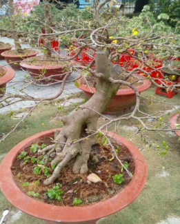 Mai vàng hình thú trưng bày rất đẹp vào dịp Tết