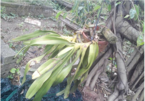 Phong lan đai châu hoa tuyệt đẹp cho anh em sưu tầm