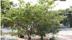 Bán mai vàng 5 cánh 33 năm tuổi mai tàng xòe tròn rất đẹp