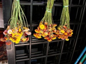 Hoa khô bất tử nguyên cành