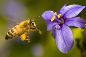 Mật ong nuôi (hoa cỏ - mật tốt nhất trong năm tương đương ong rừng)