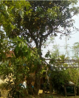 Cây lộc vừng cao 6m tán rộng