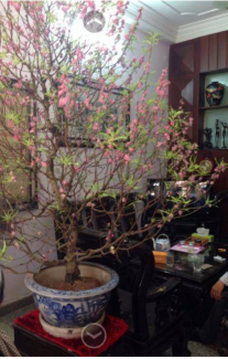 Còn ai khác muốn sở hữu 1 cây hoa đào gốc bonsai