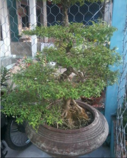 Vì sao nên chọn mua 1 chậu mai vàng chiếu thủy gốc dáng đẹp?