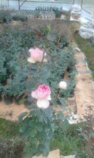 Gốc hoa hồng Đà Lạt