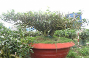 Cây Trà Xanh trang trí đẹp cho sân vườn