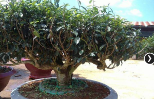 Cây Trà Xanh trang trí đẹp cho sân vườn