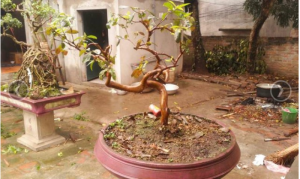 Cây Ổi cảnh bonsai nhỏ gọn