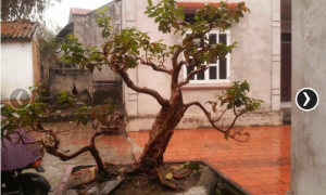 Cây Ổi cảnh bonsai nhỏ gọn